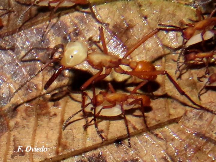 Eciton hamatum (Hormigas soldado)