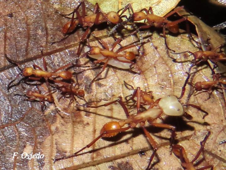 Eciton hamatum (Hormigas soldado)