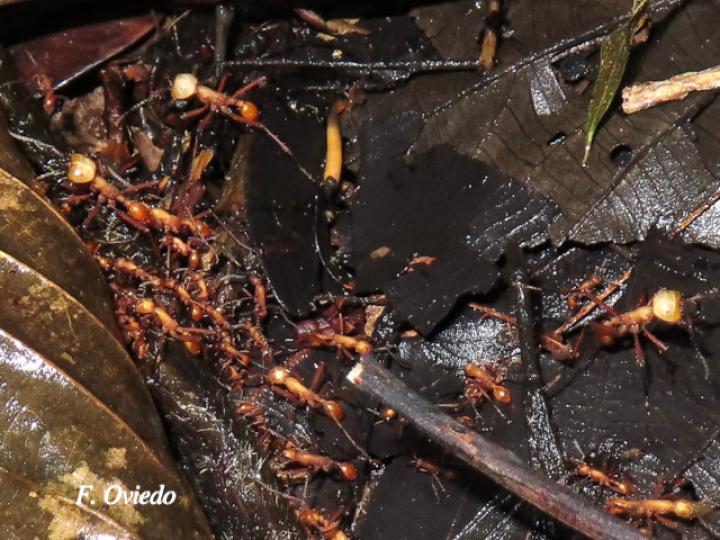 Eciton hamatum (Hormigas soldado)