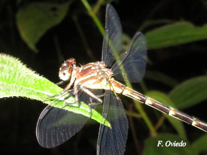 Epigomphus tumefactus