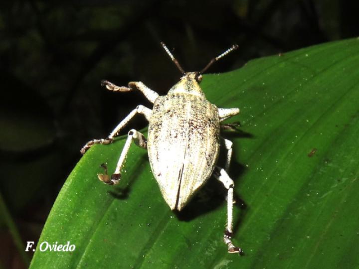 Exophthalmus pulverulentus