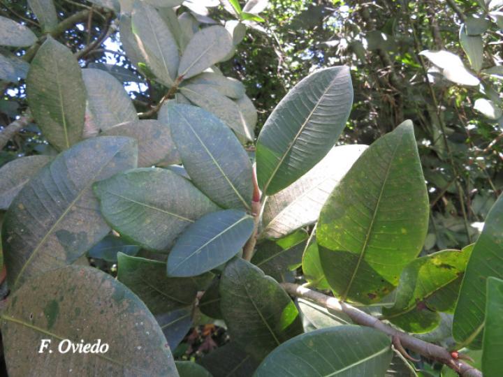 Ficus davidsoniae