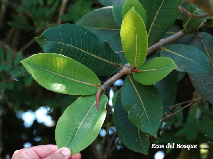 Ficus davidsoniae