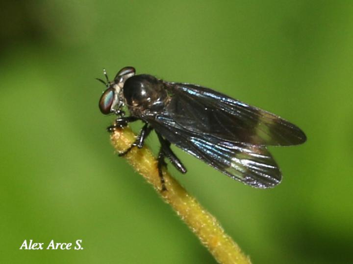 Holcocephala analis (Mosca asesina)