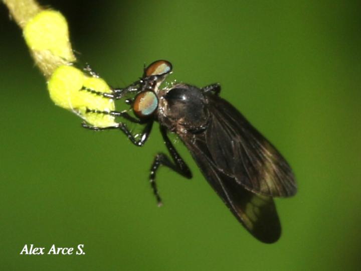 Holcocephala analis (Mosca asesina)