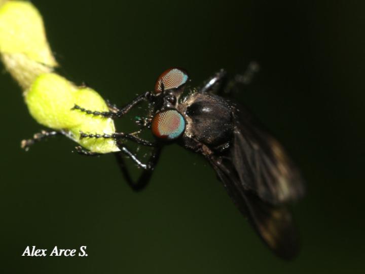Holcocephala analis (Mosca asesina)