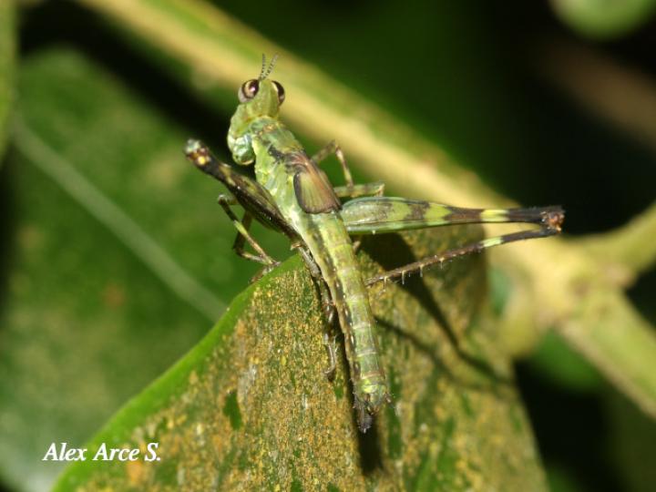 Homeomastax robertsi