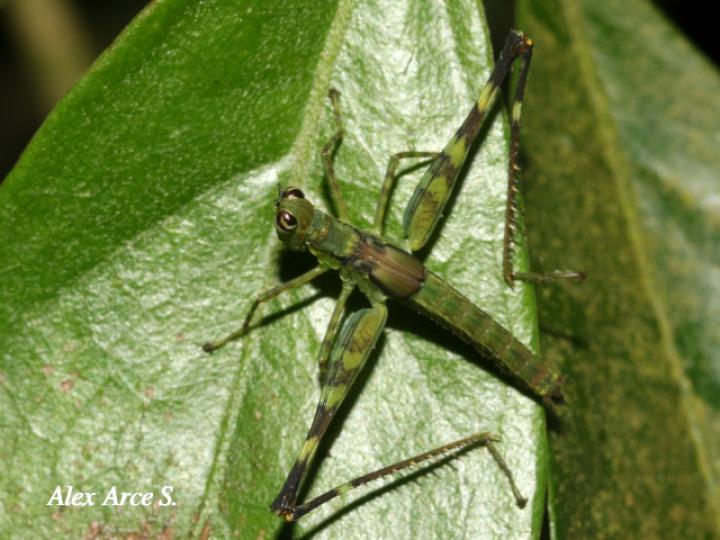 Homeomastax robertsi