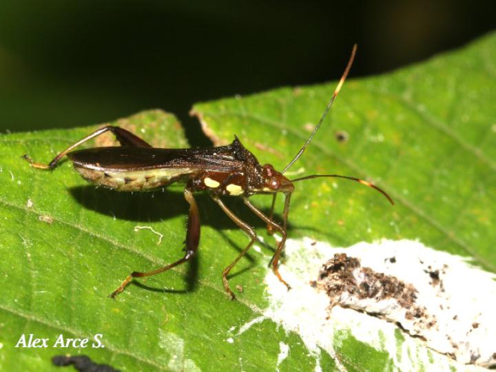 Hyalymenus tarsatus (Insecto texano patas arqueadas)
