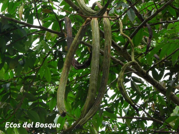Inga edulis (Guaba chilillo)
