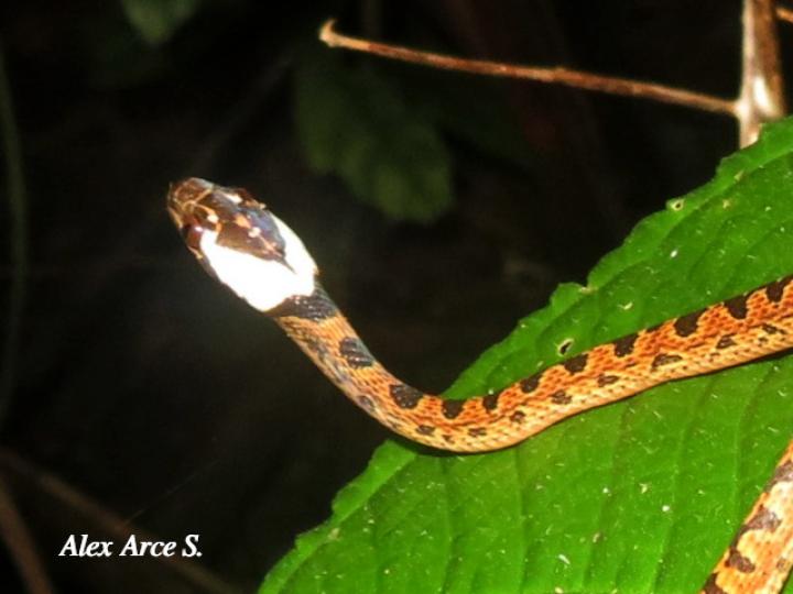 Leptodeira septentrionalis (Culebra ojo de gato norteña)