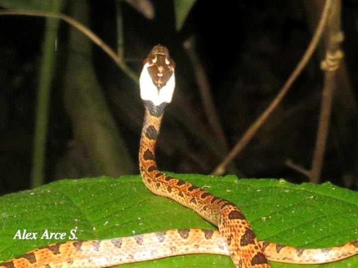 Leptodeira septentrionalis (Culebra ojo de gato norteña)