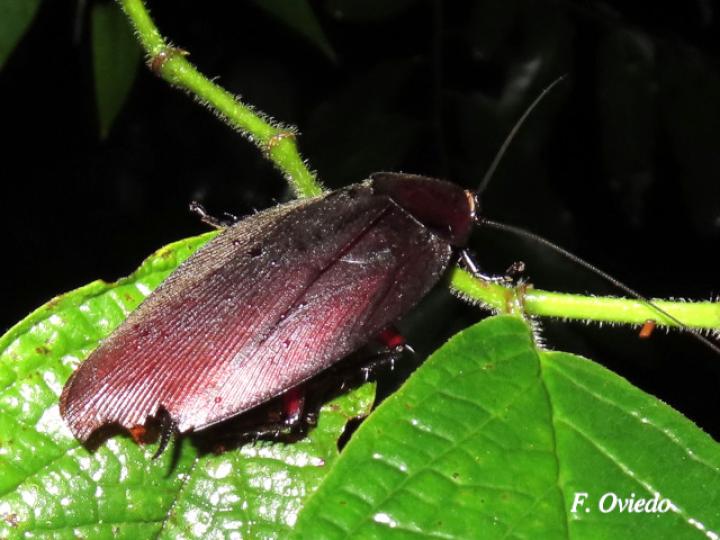 Megaloblatta blaberoides (Cucarachas de la madera)