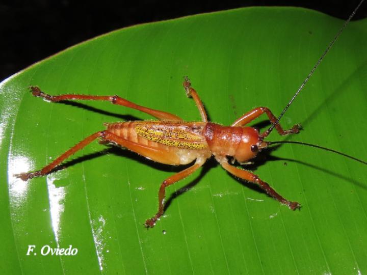 Melanonotus tico