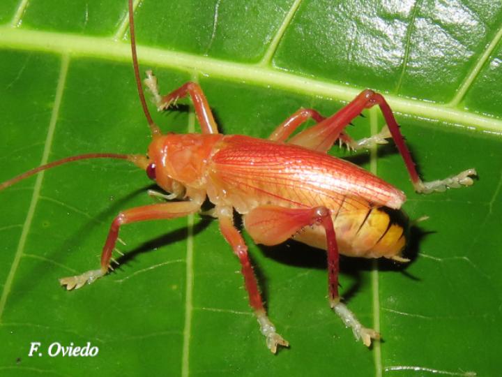 Melanonotus tico