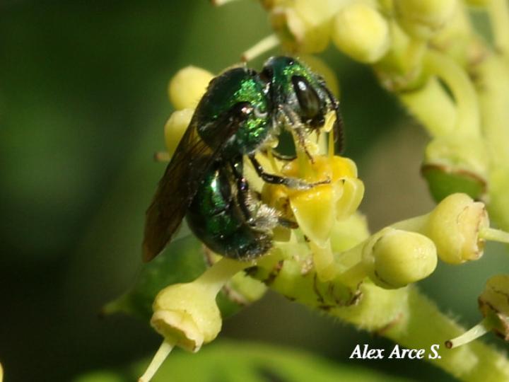 Pseudaugochlora graminea (Abeja esmeralda)