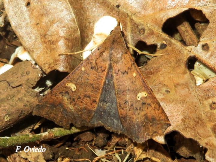 Renia discoloralis (Polilla Renia descolorida)