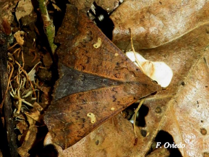 Renia discoloralis (Polilla Renia descolorida)