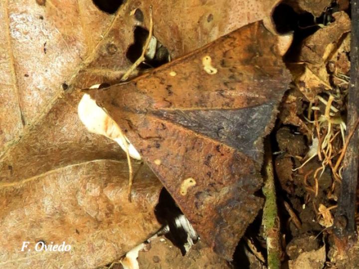 Renia discoloralis (Polilla Renia descolorida)