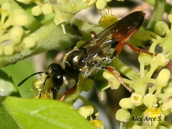 Sphex dorsalis