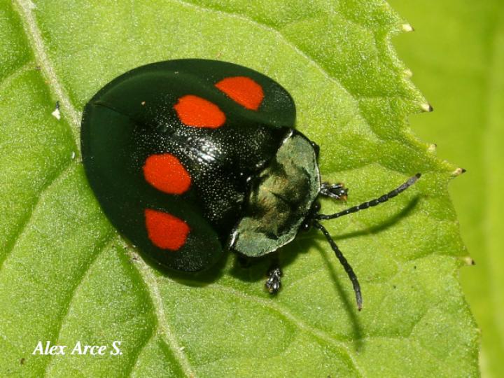 Stolas lebasii (Escarabajo tortuga)