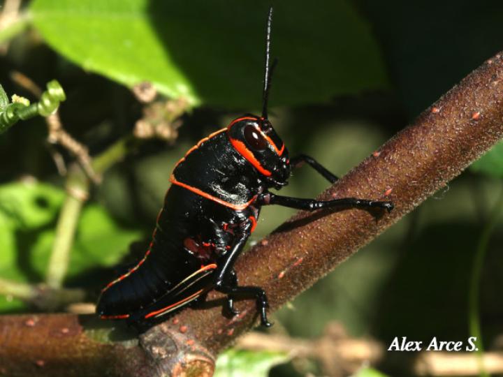 Taeniopoda reticulata, ninfa