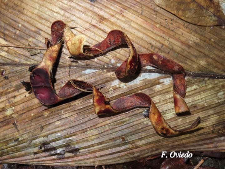 Abarema adenophora (Ojo de gringo)