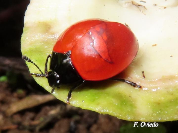 Aegithus rufipennis (Catarina tropical)