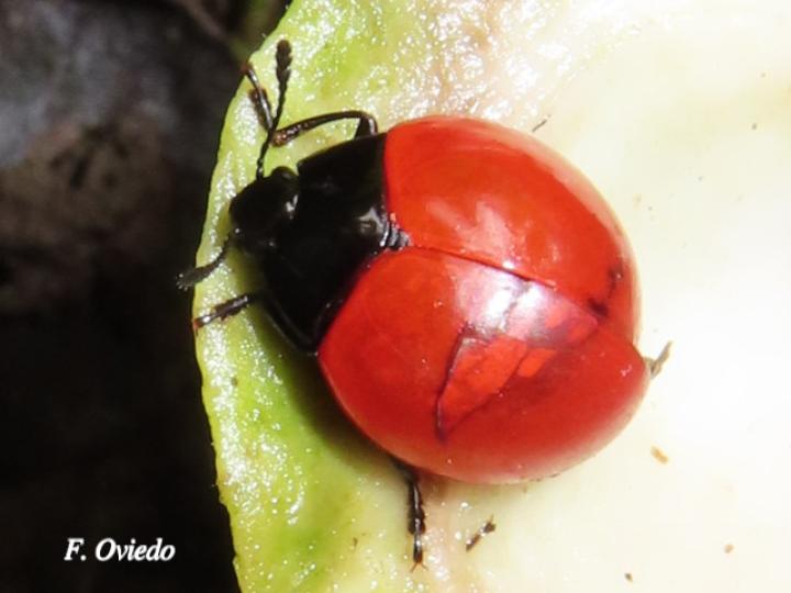 Aegithus rufipennis (Catarina tropical)