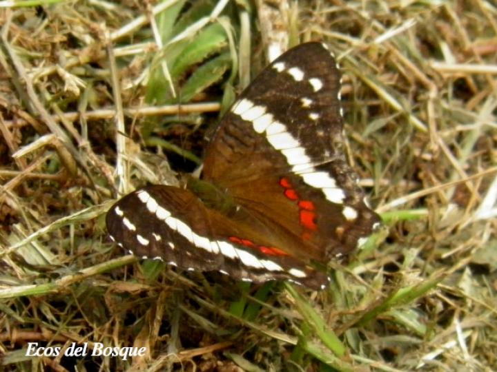 Anartia fatima fatima