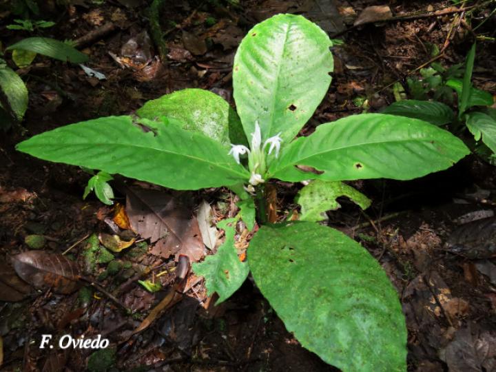 Aphelandra dolichantha
