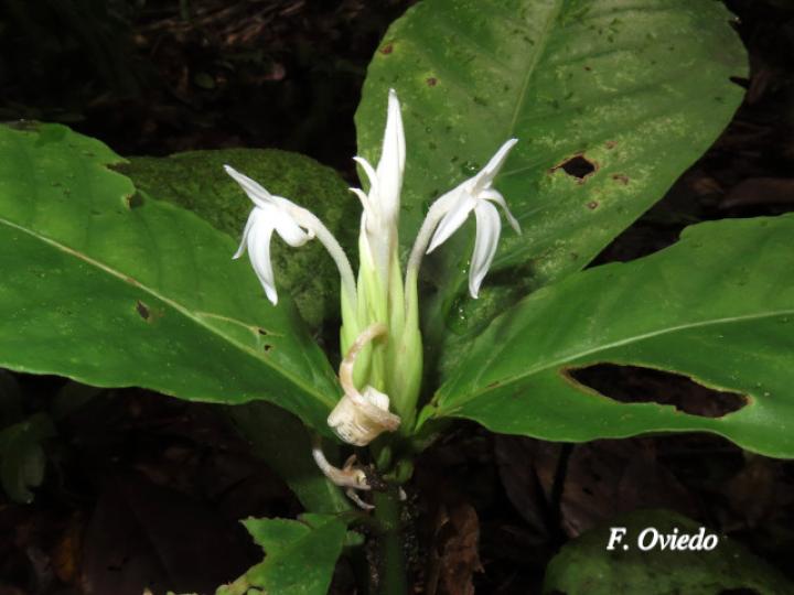 Aphelandra dolichantha