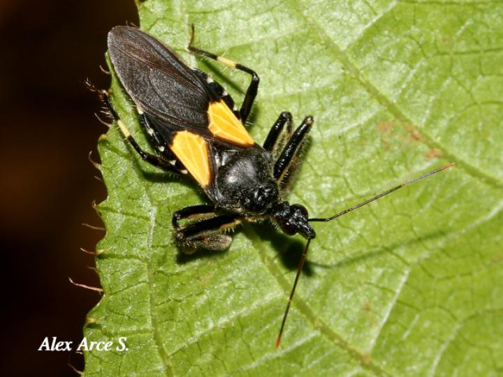 Apiomerus binotatus (Chinche asesina de abejas)