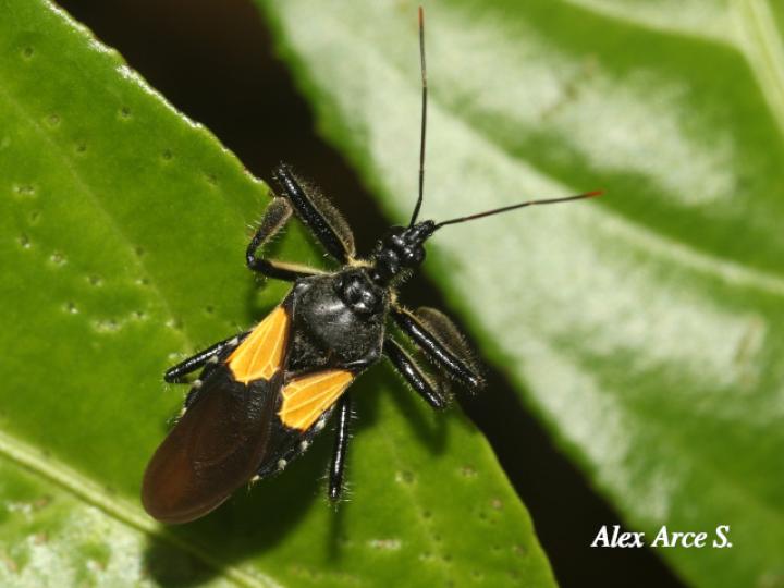 Apiomerus binotatus (Chinche asesina de abejas)