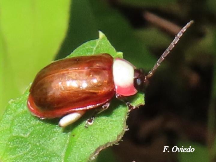 Asphaera chontalensis