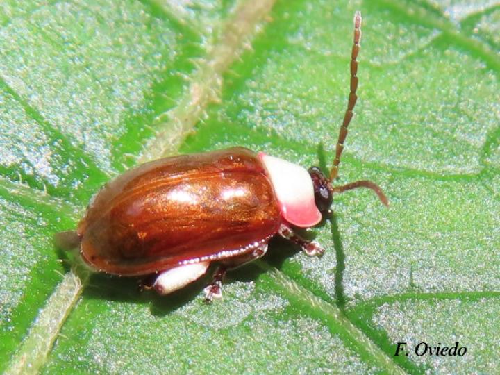 Asphaera chontalensis