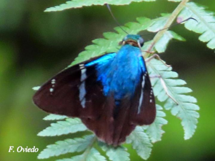 Astraptes fulgerator (Saltarina relámpago azul)