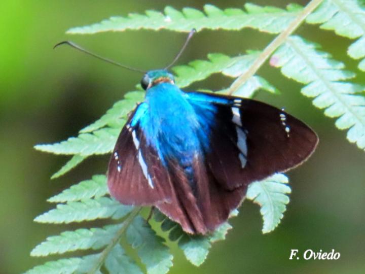 Astraptes fulgerator (Saltarina relámpago azul)