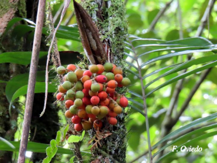 Bactris glandulosa (Chontadura)