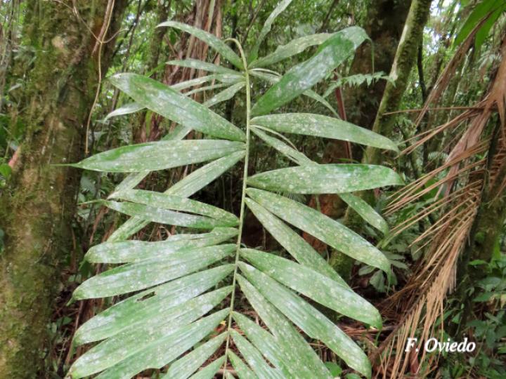 Bactris glandulosa (Chontadura)
