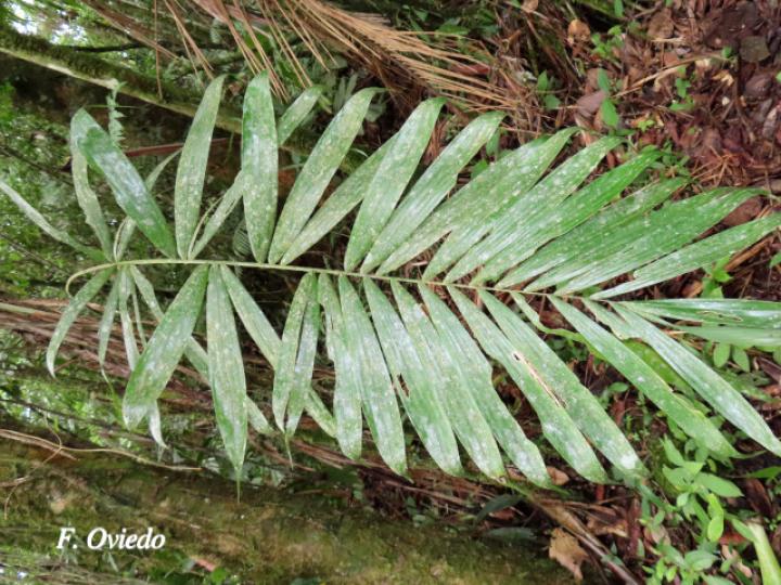 Bactris glandulosa (Chontadura)