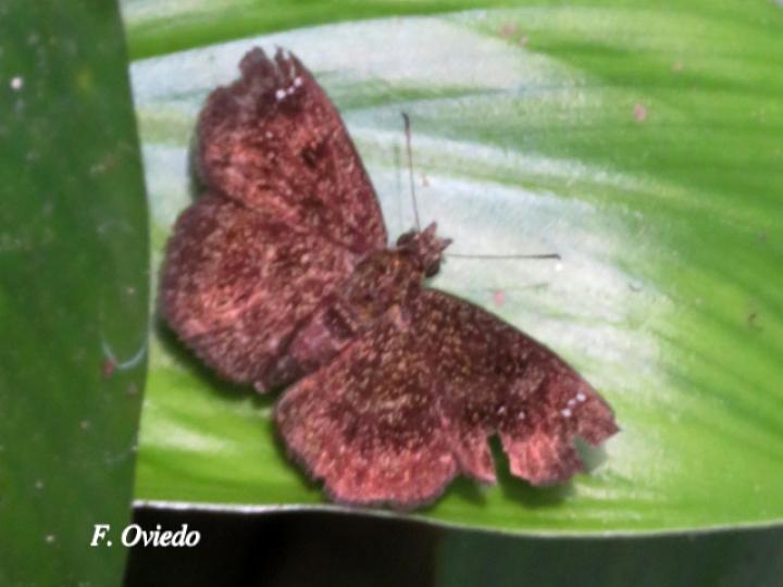 Bolla zorilla (Alahollín zorilla)