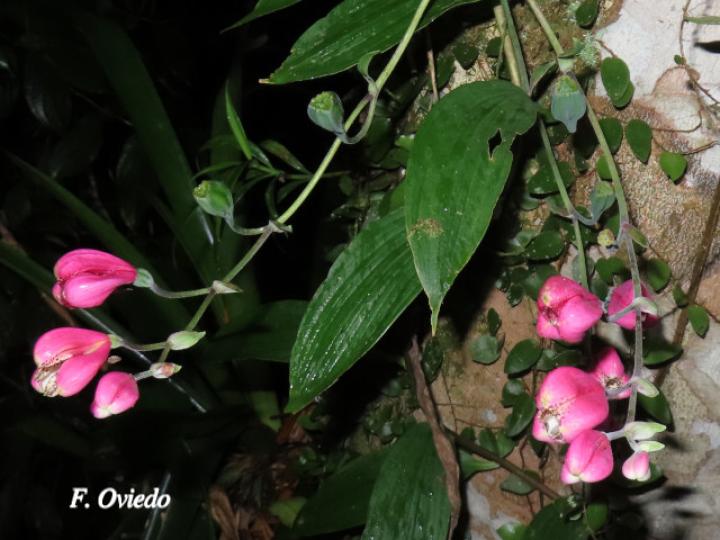 Bomarea obovata (Papa de venado)