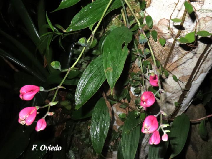 Bomarea obovata (Papa de venado)