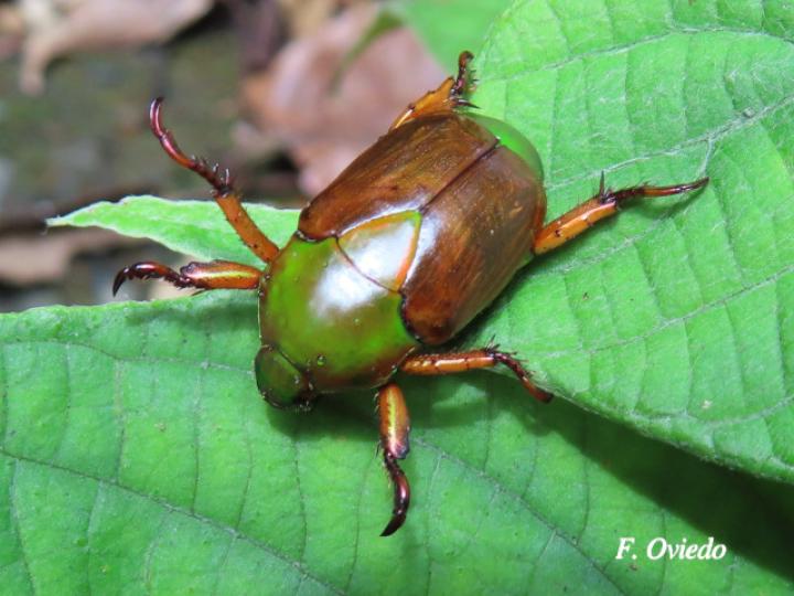 Calomacraspis haroldi