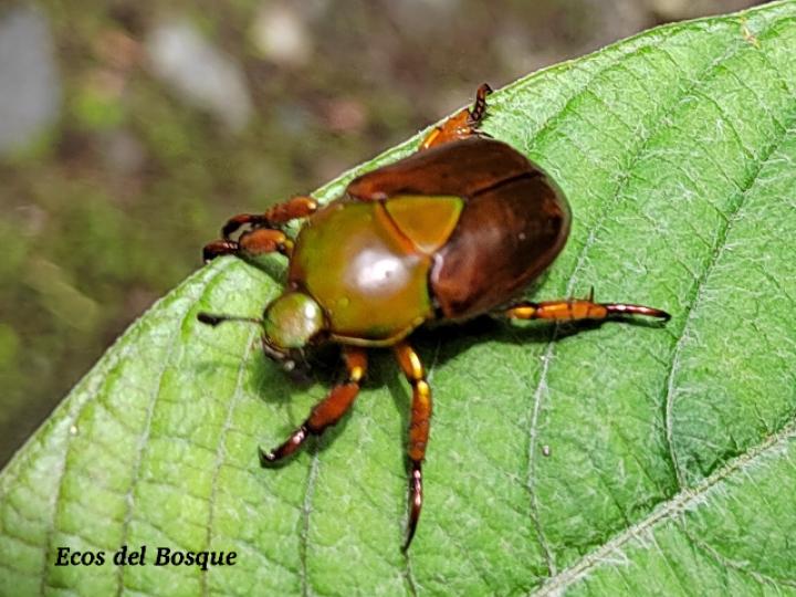 Calomacraspis haroldi