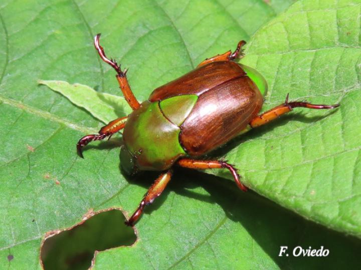 Calomacraspis haroldi