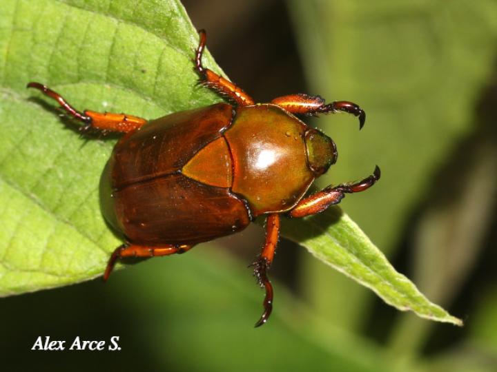 Calomacraspis haroldi