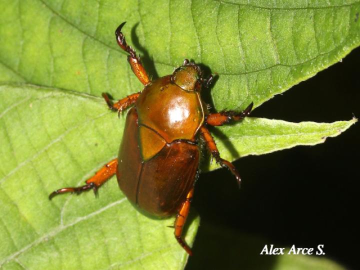 Calomacraspis haroldi