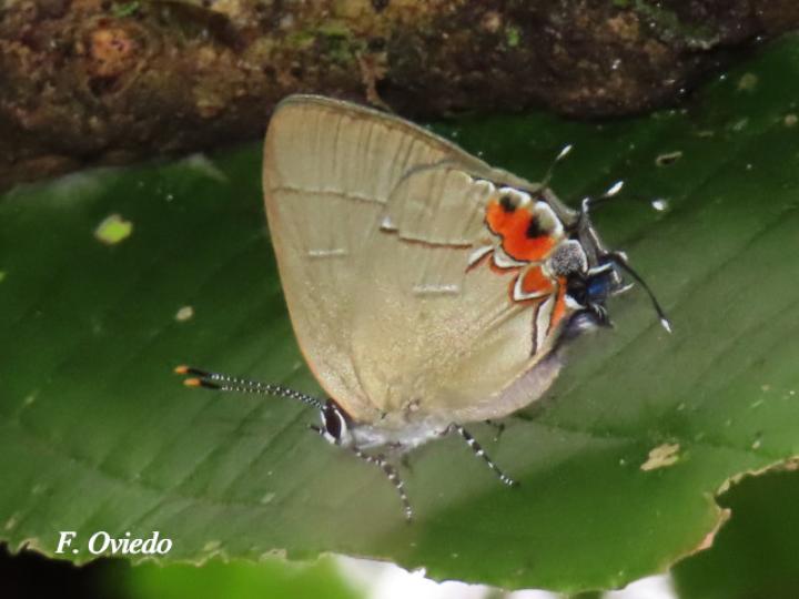 Calycopis orcillula